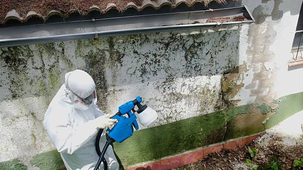 Top rated local Basement Mold Removal specialists in Tyrone, GA